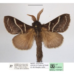 /filer/webapps/moths/media/images/M/murphyi_Bombycopsis_AM_MGCLa_02.JPG