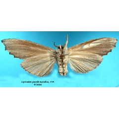 /filer/webapps/moths/media/images/S/sjostedti_Leptonadata_HT_SNHMb.jpg