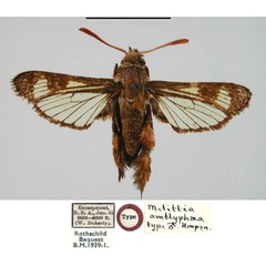 /filer/webapps/moths/media/images/A/amblyphaea_Melittia_HT_BMNH.jpg