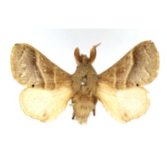 /filer/webapps/moths/media/images/V/varidentata_Bombycopsis_AM_SNHM.jpg