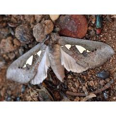 /filer/webapps/moths/media/images/B/bracteata_Antiophlebia_A_Voaden.jpg