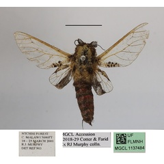 /filer/webapps/moths/media/images/S/stephania_Eulophonotus_A_MGCLa_02.JPG