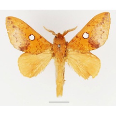 /filer/webapps/moths/media/images/G/guttata_Pachymetana_AM_Basquin_01.jpg