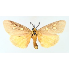 /filer/webapps/moths/media/images/A/agrippa_Rhanidophora_AM_TMSA_02.jpg