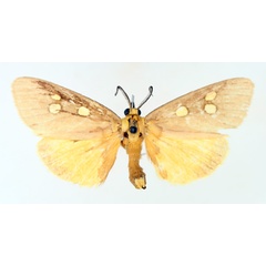 /filer/webapps/moths/media/images/A/agrippa_Rhanidophora_AM_TMSA_02.jpg