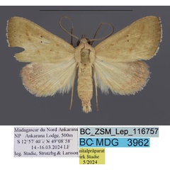 /filer/webapps/moths/media/images/B/bipuncta_Phytometra_HT_Stadie.jpg