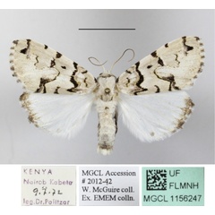 /filer/webapps/moths/media/images/E/eudela_Halochroa_A_MGCLa_01.JPG