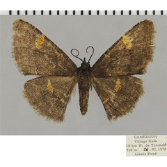 /filer/webapps/moths/media/images/F/flaviguttata_Neostega_AF_ZSM.jpg