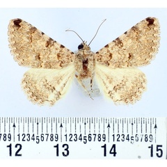 /filer/webapps/moths/media/images/A/acrosticta_Rhabdophera_AM_BMNH.jpg