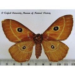 /filer/webapps/moths/media/images/S/sufferti_Melanocera_A_OUMNH.jpg