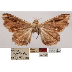 /filer/webapps/moths/media/images/C/capella_Lacera_LT_MNHN.jpg