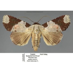 /filer/webapps/moths/media/images/B/briola_Acontia_AF_Fiebig_02.jpg