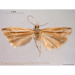 /filer/webapps/moths/media/images/E/erostratus_Crambus_HT_ZMUC.jpg