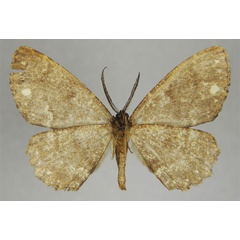 /filer/webapps/moths/media/images/N/nessa_Hypomecis_HT_ZSMb.jpg