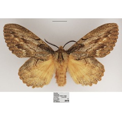 /filer/webapps/moths/media/images/C/chanleri_Metajana_AF_TMSA_01.jpg