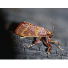 /filer/webapps/moths/media/images/P/pyroxantha_Bostra_A_Roland_01.jpg
