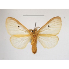 /filer/webapps/moths/media/images/D/dolosa_Marblepsis_AM_MGCLb_01.JPG