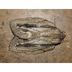 /filer/webapps/moths/media/images/C/chanleri_Metajana_A_Mateke_01.jpg