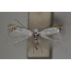 /filer/webapps/moths/media/images/P/pulchricola_Leucoptera_A_BMNH.jpg