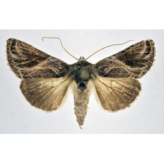 /filer/webapps/moths/media/images/A/arachnoides_Thysanoplusia_A_NHMO.jpg