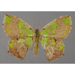 /filer/webapps/moths/media/images/M/multiscripta_Agathia_AF_ZSM_01.jpg