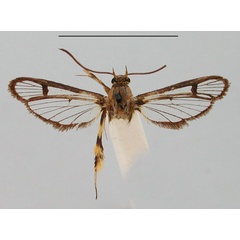 /filer/webapps/moths/media/images/A/auripes_Synanthedon_HT_BMNH_KBLviSd.jpg