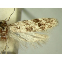 /filer/webapps/moths/media/images/C/clonomicta_Allotalanta_HT747_TMSA_02.jpg