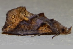Plusiodonta natalensis