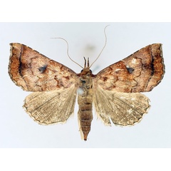 /filer/webapps/moths/media/images/T/thermeola_Radara_AM_TMSA_01.jpg