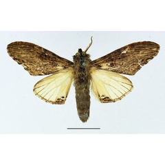 /filer/webapps/moths/media/images/C/centralis_Atrasana_AM_Basquin_02.jpg