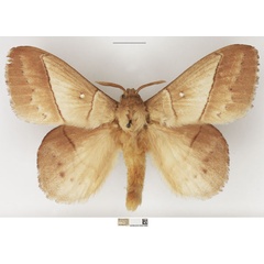 /filer/webapps/moths/media/images/J/jacchus_Philotherma_AM_NHMUK_01.jpg