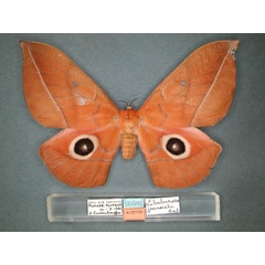 /filer/webapps/moths/media/images/J/jeanneli_Lobobunaea_AT_RMCA_01.jpg