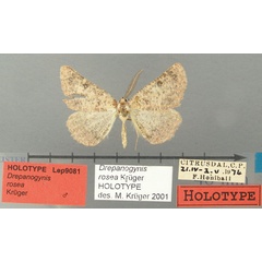 /filer/webapps/moths/media/images/R/rosea_Drepanogynis_HT_TMSA.jpg