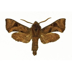/filer/webapps/moths/media/images/N/nana_Sphingonaepiopsis_AM_Basquin_01.jpg