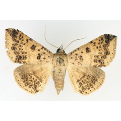 /filer/webapps/moths/media/images/C/congressa_Ericeia_AF_TMSA_01.jpg