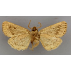 /filer/webapps/moths/media/images/M/mesophaena_Sciomesa_A_RMCA_02.jpg