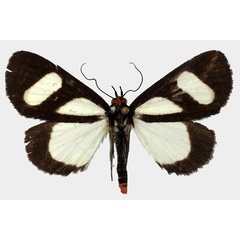 /filer/webapps/moths/media/images/L/leucomelas_Phaegorista_AM_Basquin_03.jpg