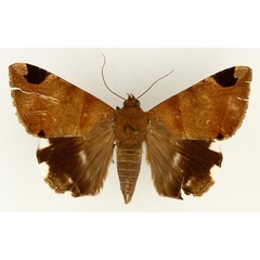 /filer/webapps/moths/media/images/L/lienardi_Achaea_AF_TMSA_01.jpg