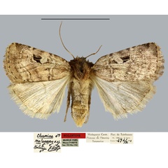 /filer/webapps/moths/media/images/D/dinshoense_Claudaxylia_AT_MNHN.jpg