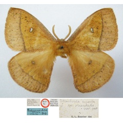 /filer/webapps/moths/media/images/O/orientalis_Decachorda_HT_NHMUKa.jpg