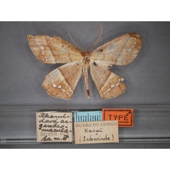 /filer/webapps/moths/media/images/A/argenteomaculata_Melinoessa_HT_RMCA_01.jpg