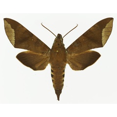 /filer/webapps/moths/media/images/C/charoba_Nephele_AF_Basquin_02.jpg