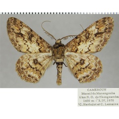 /filer/webapps/moths/media/images/D/derogaria_Cleora_AM_ZSMa.jpg