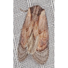 /filer/webapps/moths/media/images/G/griseocincta_Paracroria_A_Heyns_01.jpg