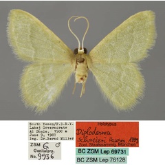 /filer/webapps/moths/media/images/S/schreieri_Diplodesma_HT_ZSM_01.jpg