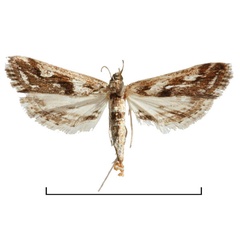 /filer/webapps/moths/media/images/Z/zambiensis_Parapoynx_AF_Agassiz.jpg