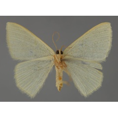 /filer/webapps/moths/media/images/A/annobonica_Chlorissa_PT_ZSM_02.jpg