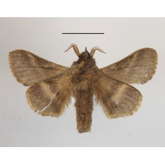 /filer/webapps/moths/media/images/O/obscurior_Bombycopsis_PTM_MGCLb_01.JPG