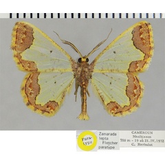 /filer/webapps/moths/media/images/L/lepta_Zamarada_PTM_ZSM.jpg