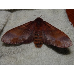 /filer/webapps/moths/media/images/N/nysa_Gonometa_AF_Coppens_02.jpg